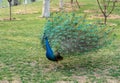 A noble peacock walks in the park Royalty Free Stock Photo