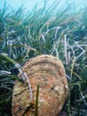 Noble Pen Shell Pinna nobilis Mediterranean Sea