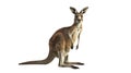 Noble portrayal of a kangaroo standing against a white background Royalty Free Stock Photo