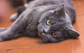 Noble proud cat lying on window sill. The British Shorthair with gray