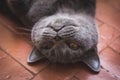 Noble proud cat lying on window sill. The British Shorthair with gray