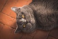 Noble proud cat lying on window sill. The British Shorthair with gray