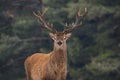 Noble Red Deer Cervidae In Winter Forest. Portrait Of Deer Cervus Elaphus. Great Adult Noble Red Deer With Big Beautiful Horn Royalty Free Stock Photo