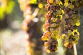 Noble rot of a wine grape, botrytised grapes Royalty Free Stock Photo