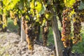 Noble rot of a wine grape, botrytised grapes Royalty Free Stock Photo