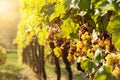 Noble rot of a wine grape, Royalty Free Stock Photo