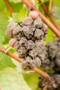 Noble rot of a wine grape, botrytised grapes Royalty Free Stock Photo