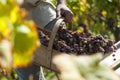 Noble rot of a wine grape, grapes with mold, Botrytis