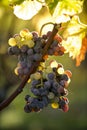 Noble rot of a wine grape, grapes with mold, Botrytis Royalty Free Stock Photo