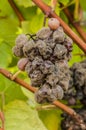 Noble rot wine grape, grapes with mold, Botrytis, Sauternes