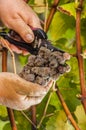 Noble rot wine grape, grapes with mold, Botrytis, Sauternes Royalty Free Stock Photo