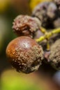 Noble rot wine grape, grapes with mold, Botrytis, Sauternes Royalty Free Stock Photo