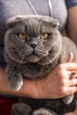 A noble, serious cat lies in his arms. The Scottish Fold is a short-eared Scottish fold cat with blue-gray fur Scottish Fold Royalty Free Stock Photo