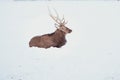 Noble Sika deer , Cervus nippon, spotted deer