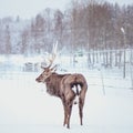 Noble Sika deer , Cervus nippon, spotted deer , walking in the snow