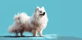 A noble stance, the spitz\'s fur ruffles in the gentle embrace of a blue world