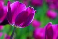 Noble tulips Ã¯Â¼Å Purple prince
