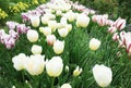 Noble white tulips Royalty Free Stock Photo