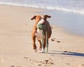 Nobody has more fun than a dog at the beach. an adorable pit bull playing with a piece of rope at the beach. Royalty Free Stock Photo