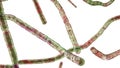 Nocardia bacteria, 3D illustration