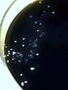 Nocardia on Buffered Charcoal Yeast Extract Agar