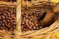 Tonda Gentile di Langa, hazelnut of Piedmont Royalty Free Stock Photo