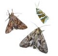 Noctiud moths