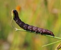 Noctua pronuba caterpillar eats a plant