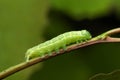 Noctuid caterpillar