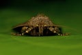 Noctuidae Amphipyra berbera Royalty Free Stock Photo