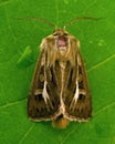 Noctuidae Cerapteryx graminis Royalty Free Stock Photo