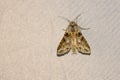 Noctuidae moth Royalty Free Stock Photo