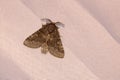 Noctuidae moth Royalty Free Stock Photo