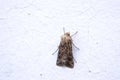Noctuidae moth Royalty Free Stock Photo