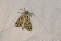 Noctuidae moth Royalty Free Stock Photo