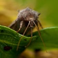 Noctuidae Orthosia gothica on leaf Royalty Free Stock Photo