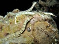 Noctural Pipefish