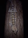 NOCTURNAL ANIMAL OF TOKAY GECKO Royalty Free Stock Photo