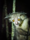 Nocturnal Aye Aye Lemur. Madagascar