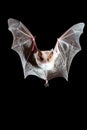 Nocturnal bat elegantly soaring through the dark night sky, a graceful flight in the darkness Royalty Free Stock Photo