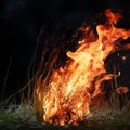 Nocturnal Blaze: Tufts of Grass Ignite the Midnight Wilderness