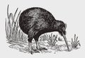 Nocturnal flightless kiwi apteryx from new zealand looking for food