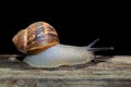 Nocturnal garden snail Cornu aspersum Royalty Free Stock Photo