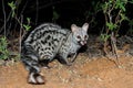 Nocturnal large-spotted genet -South Africa Royalty Free Stock Photo