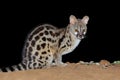 Nocturnal large-spotted genet - South Africa Royalty Free Stock Photo