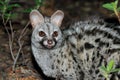 Nocturnal large-spotted genet portrait Royalty Free Stock Photo