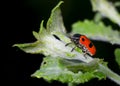 Nocturnal little beetle