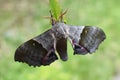Nocturnal Poplar sphinx Pachysphinx modesta hanging from a leaf