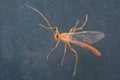 A close up image of a Nocturnal, orange-bodied ichneumonid wasp, Ophion obscuratus