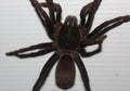 Nocturnal tarantula on a white surface